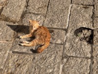 Kotor cat