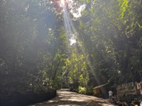 Fern Gully