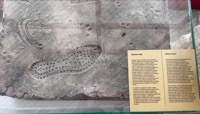 Boot print in ancient brick